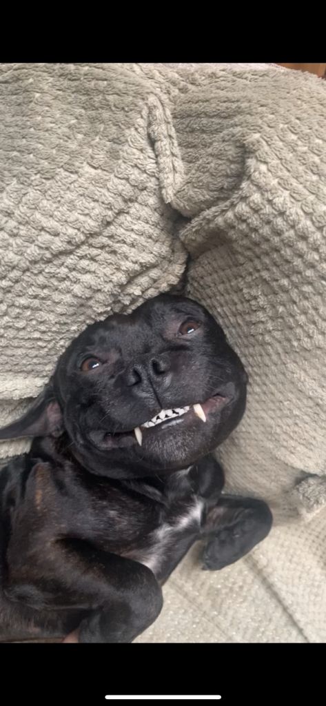 Staffordshire bull terrier