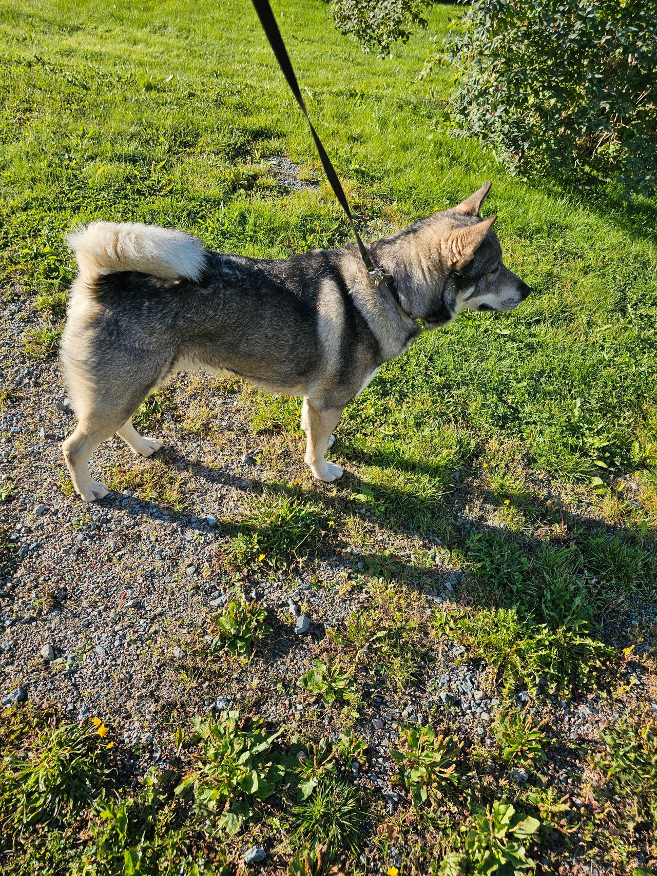 Jämthund