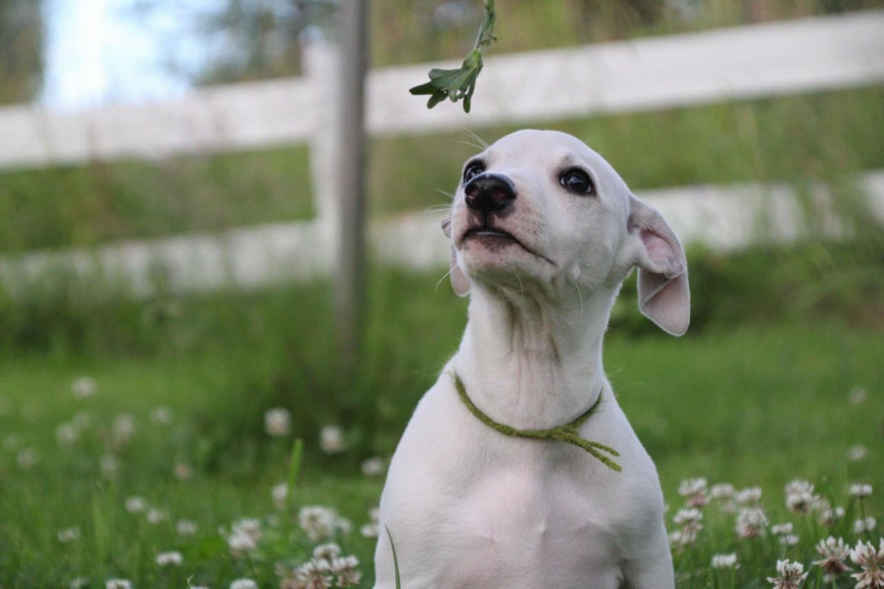 Whippet
