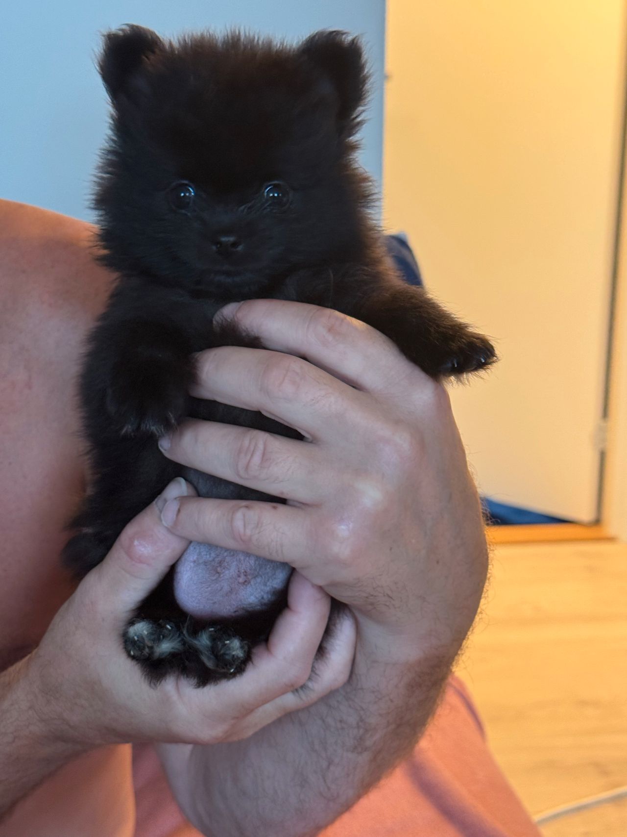 Pomeranian