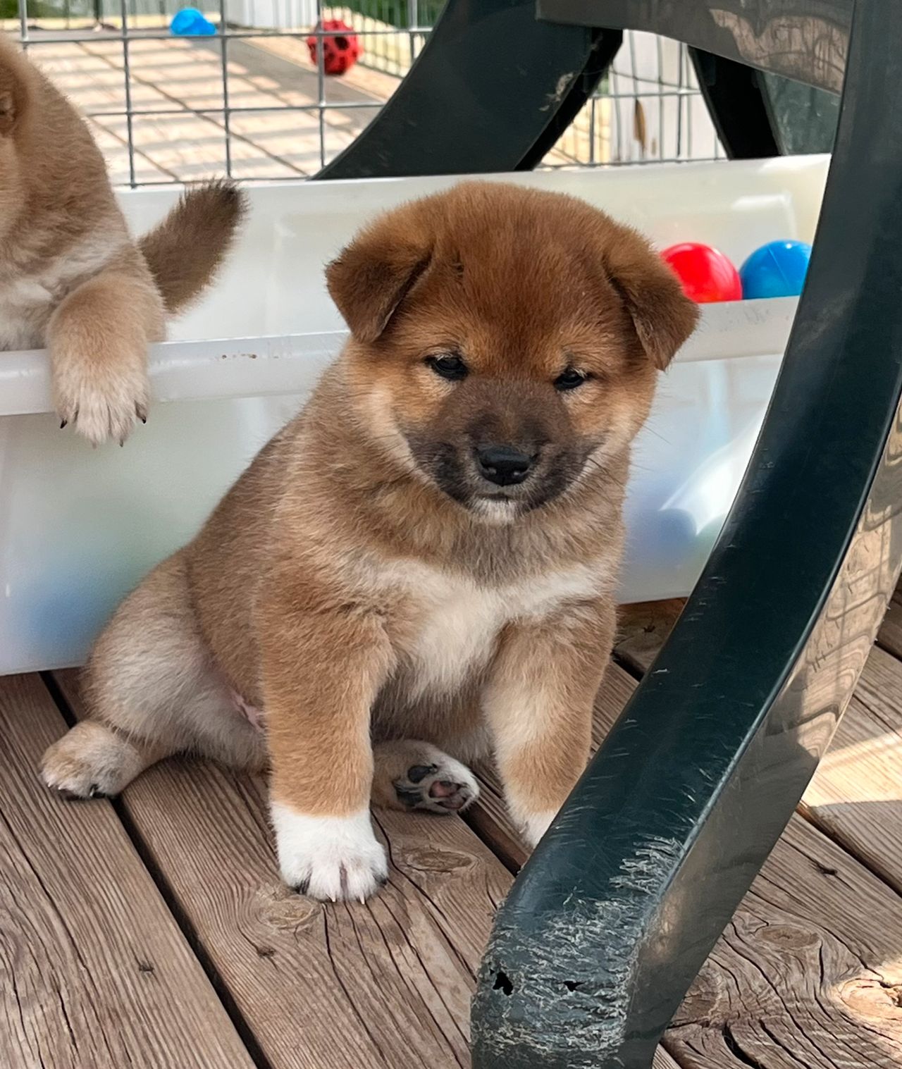 Shiba