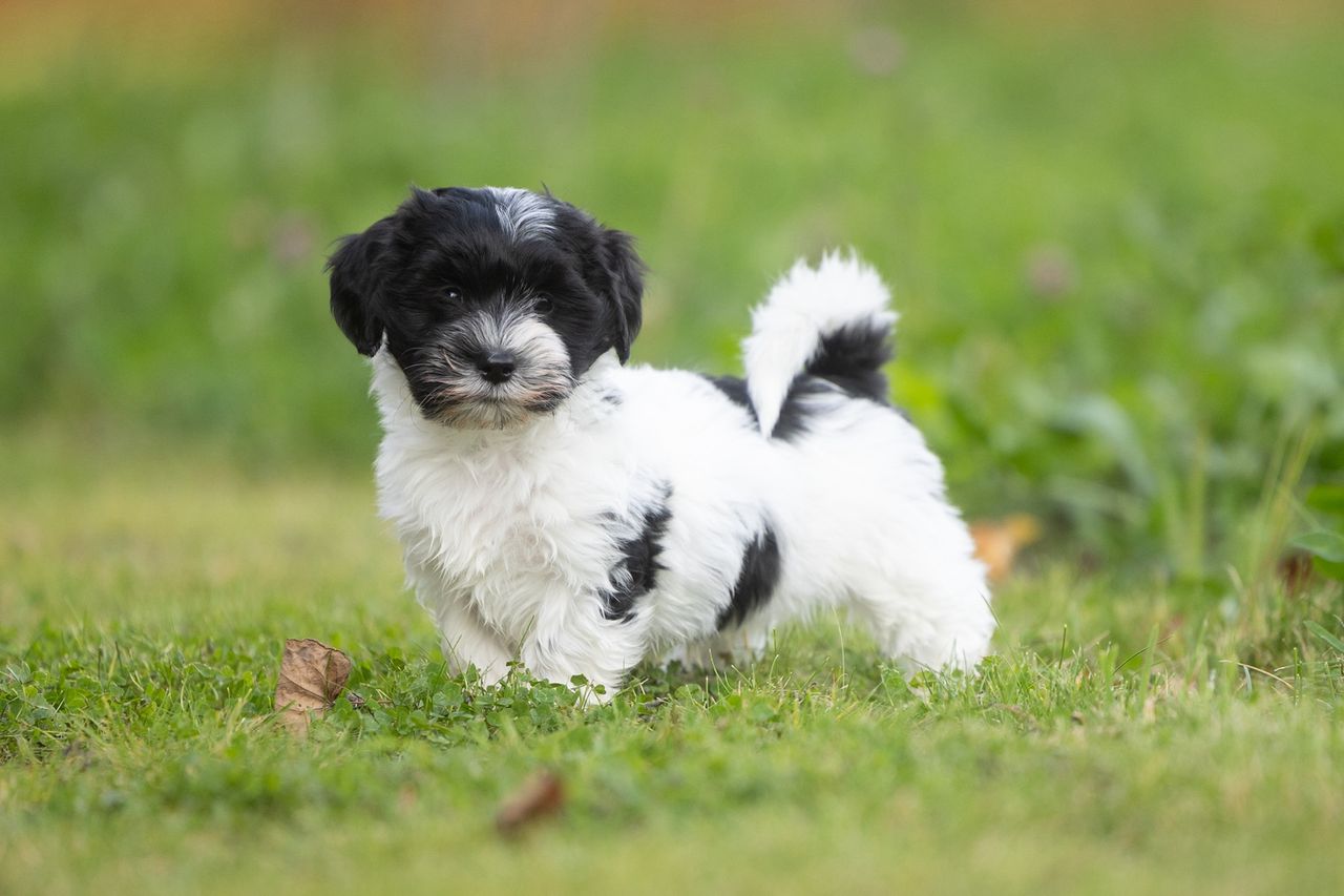 Bichon havanais