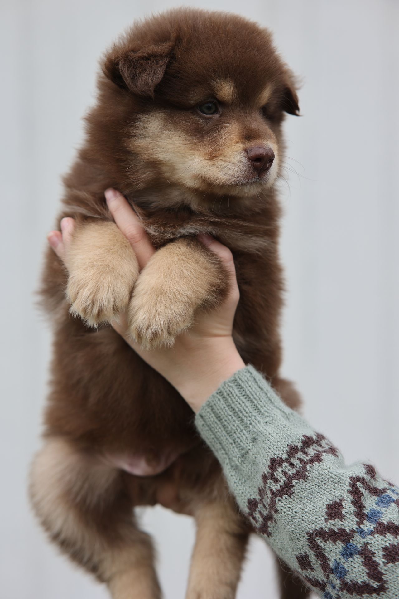 Finsk lapphund