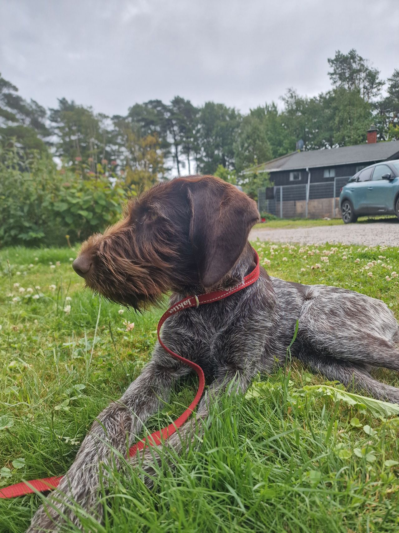 Vorstehhund strihåret