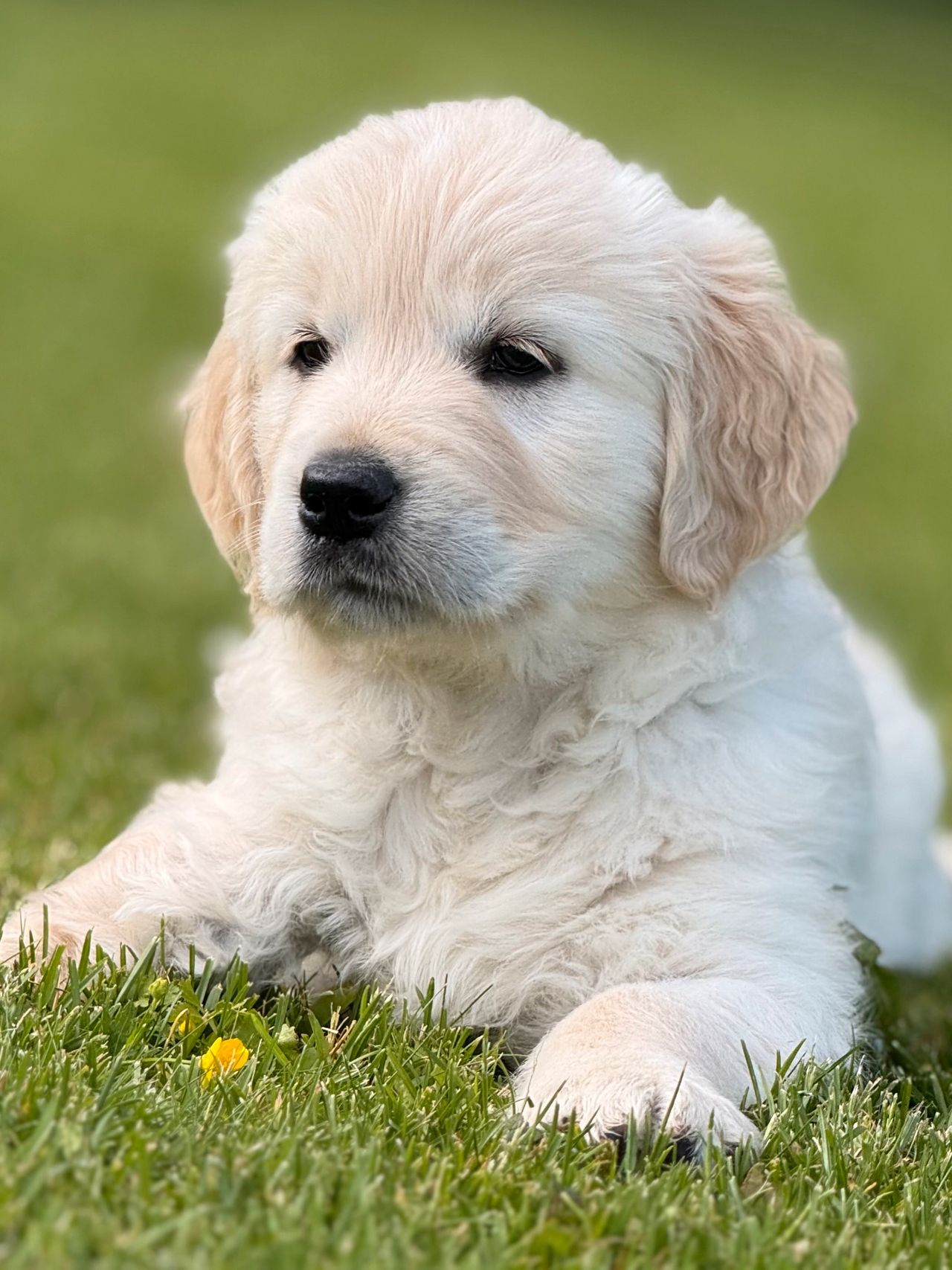 Golden retriever