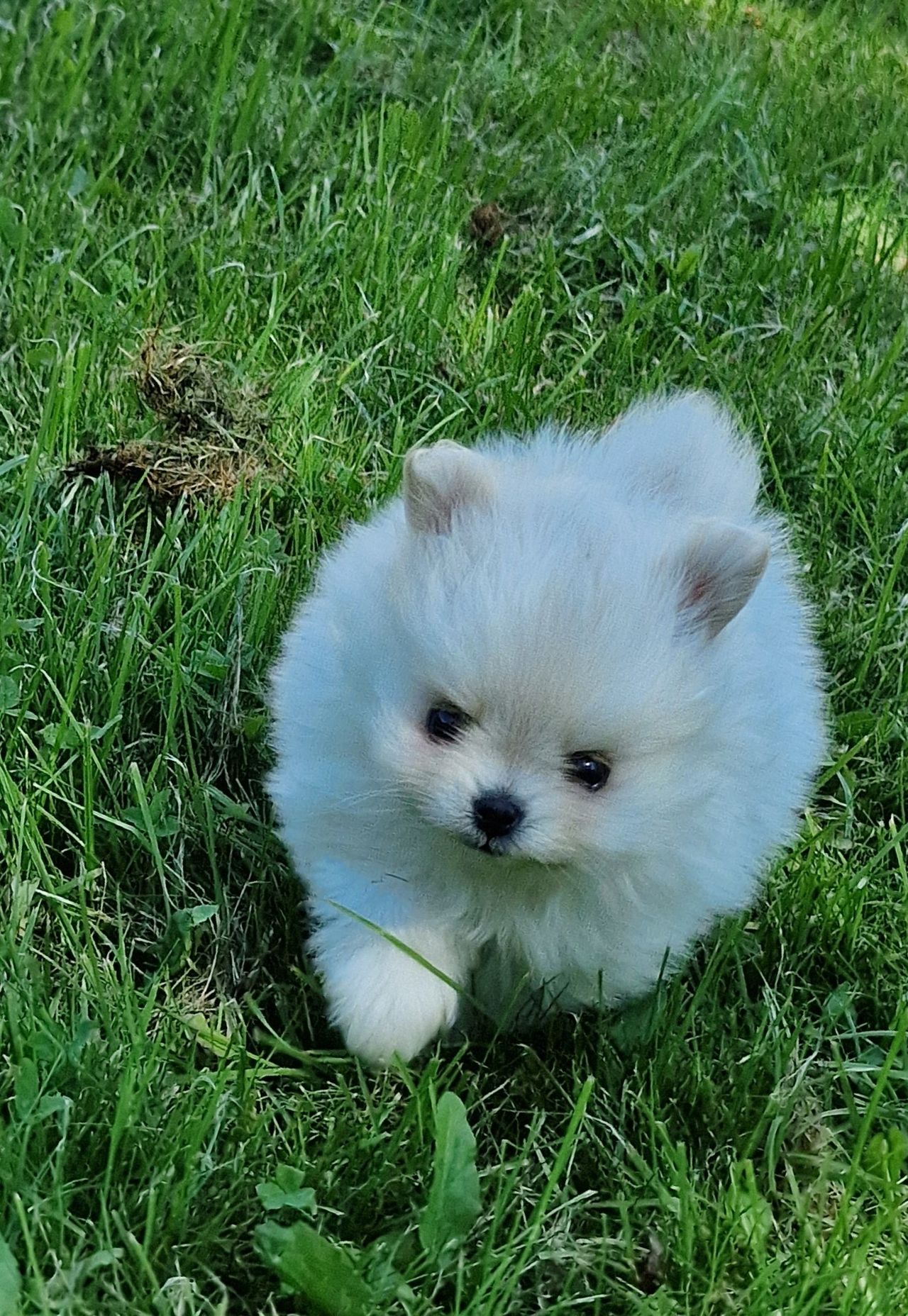 Pomeranian
