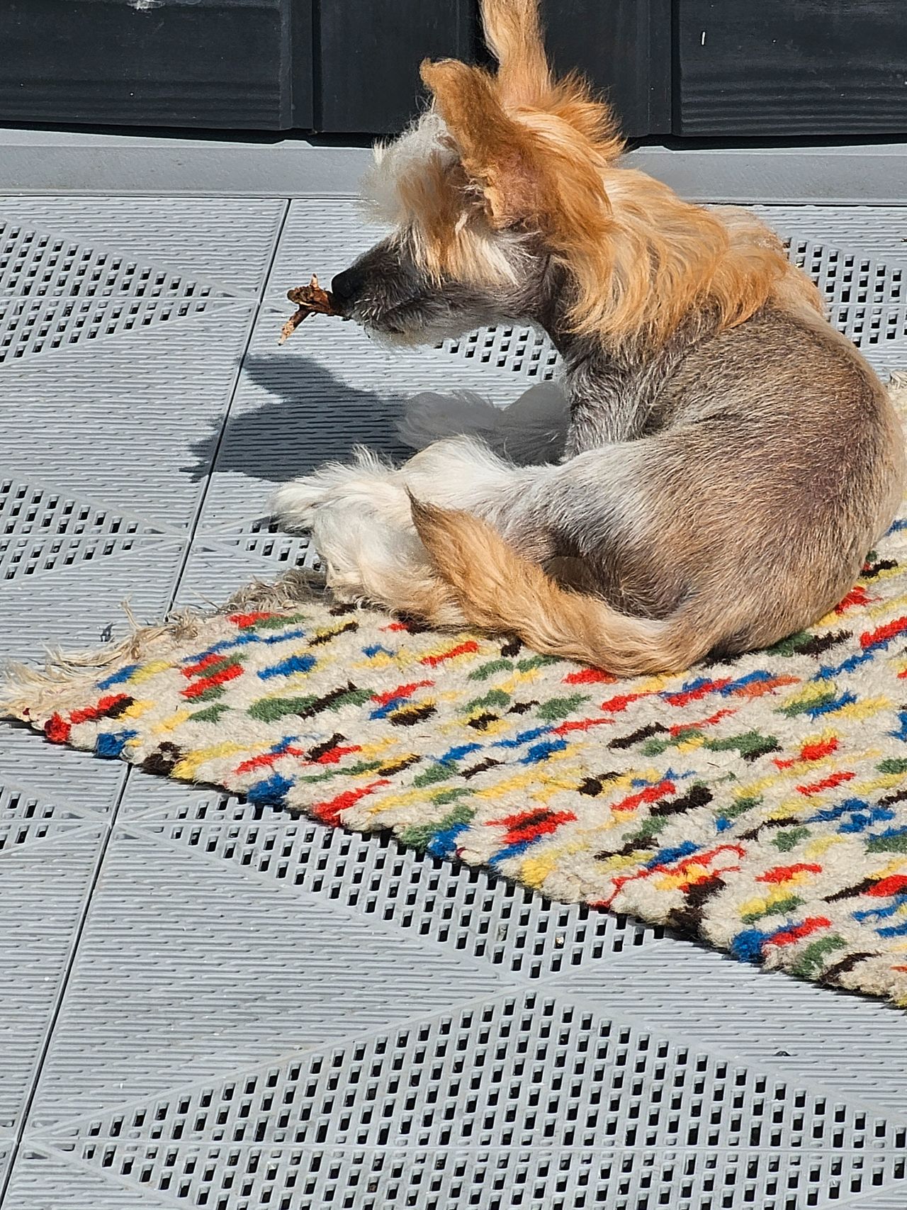 Chinese crested powderpuff