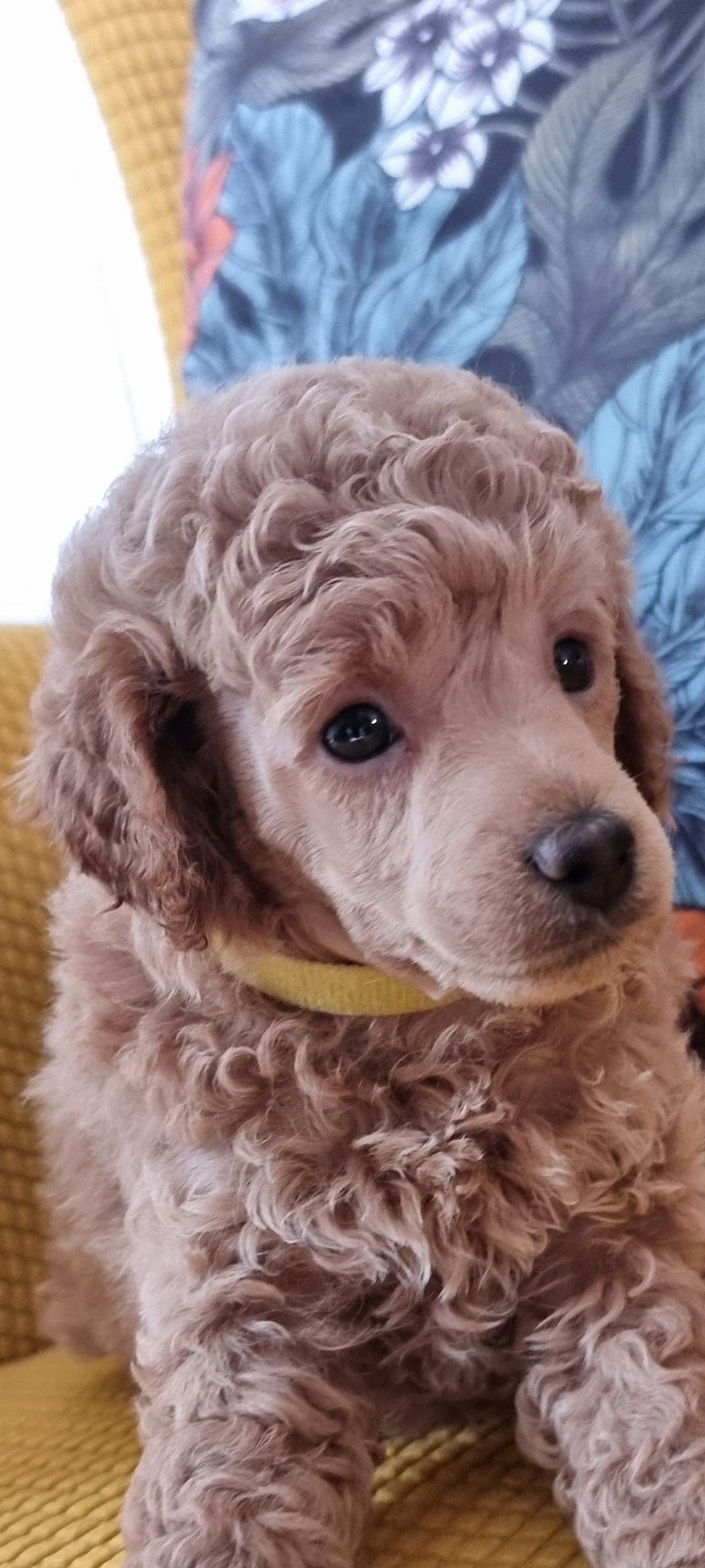 Toy puddel