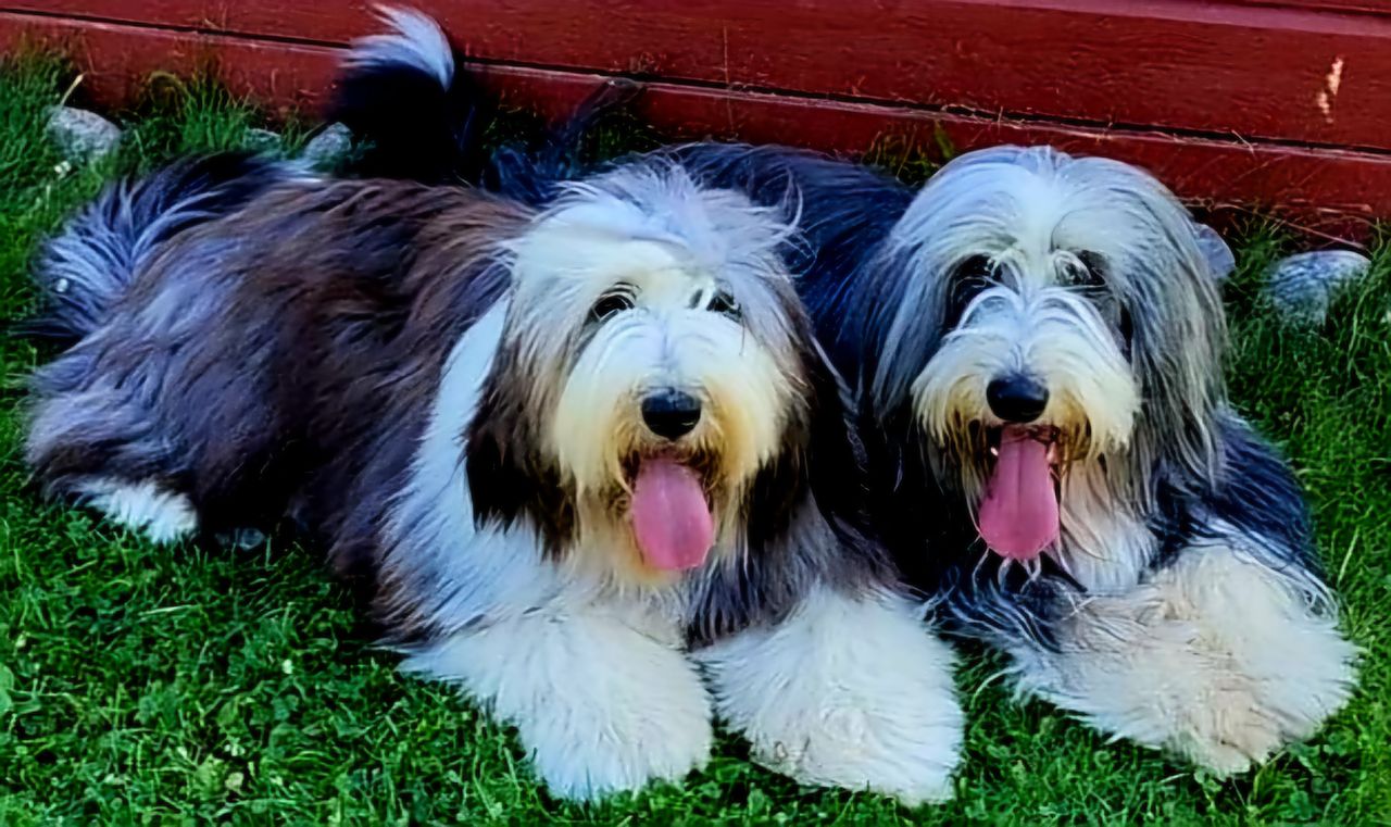 Bearded collie