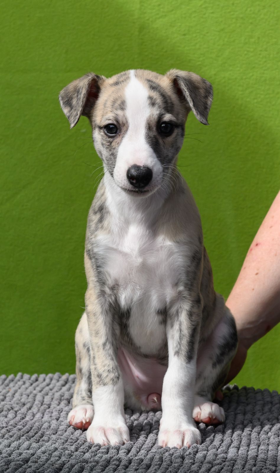 Whippet