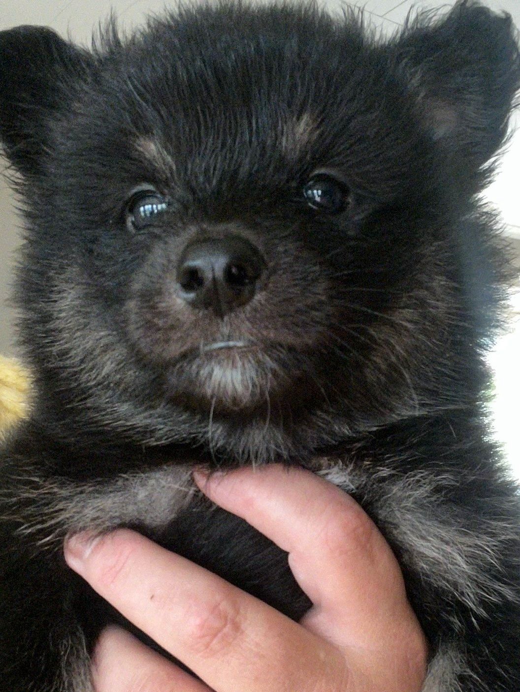 Finsk lapphund