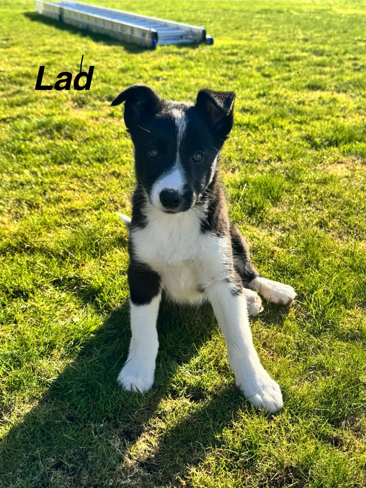 Border collie