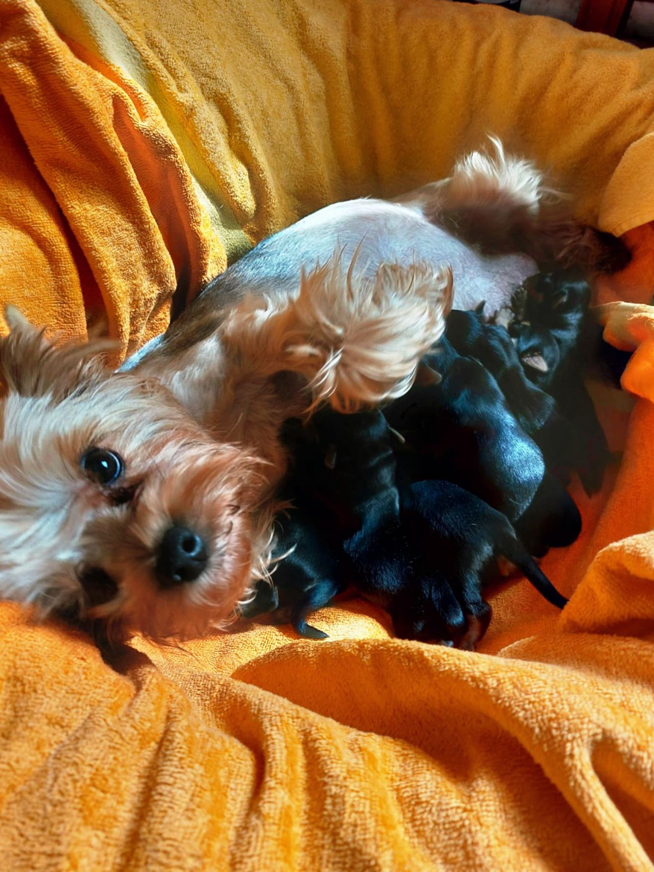 Yorkshire terrier
