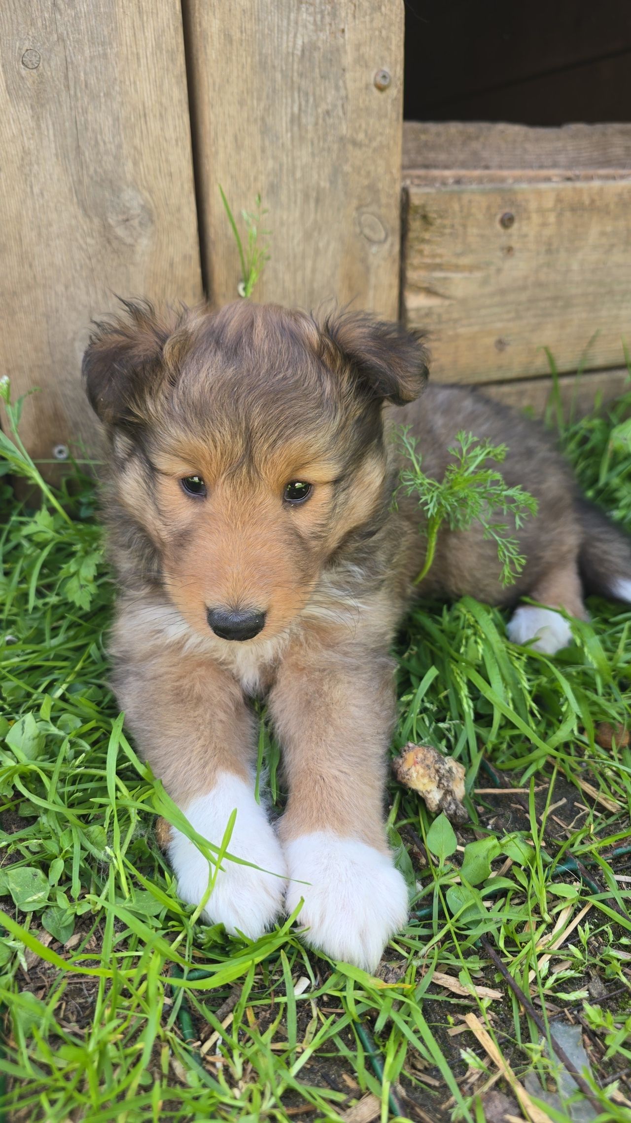 Shetland sheepdog