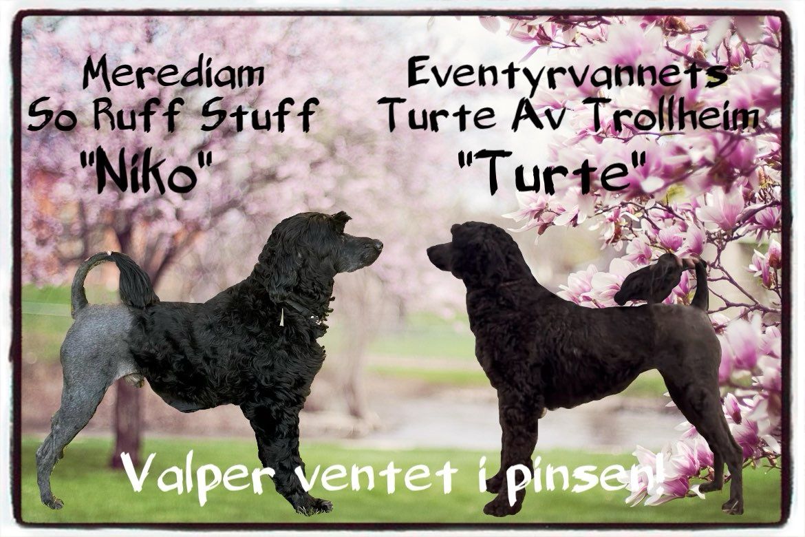 Portugisisk vannhund