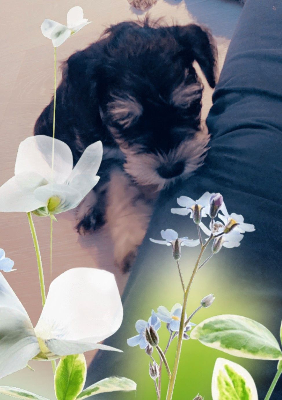 Dvergschnauzer sort/silver