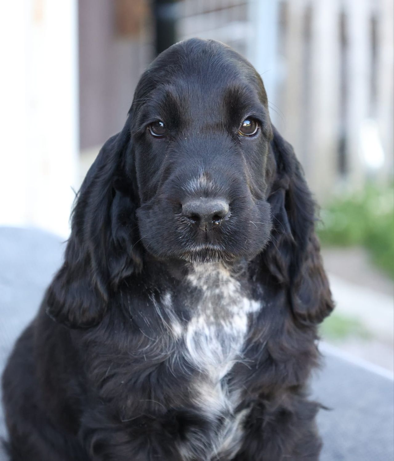 Cocker spaniel