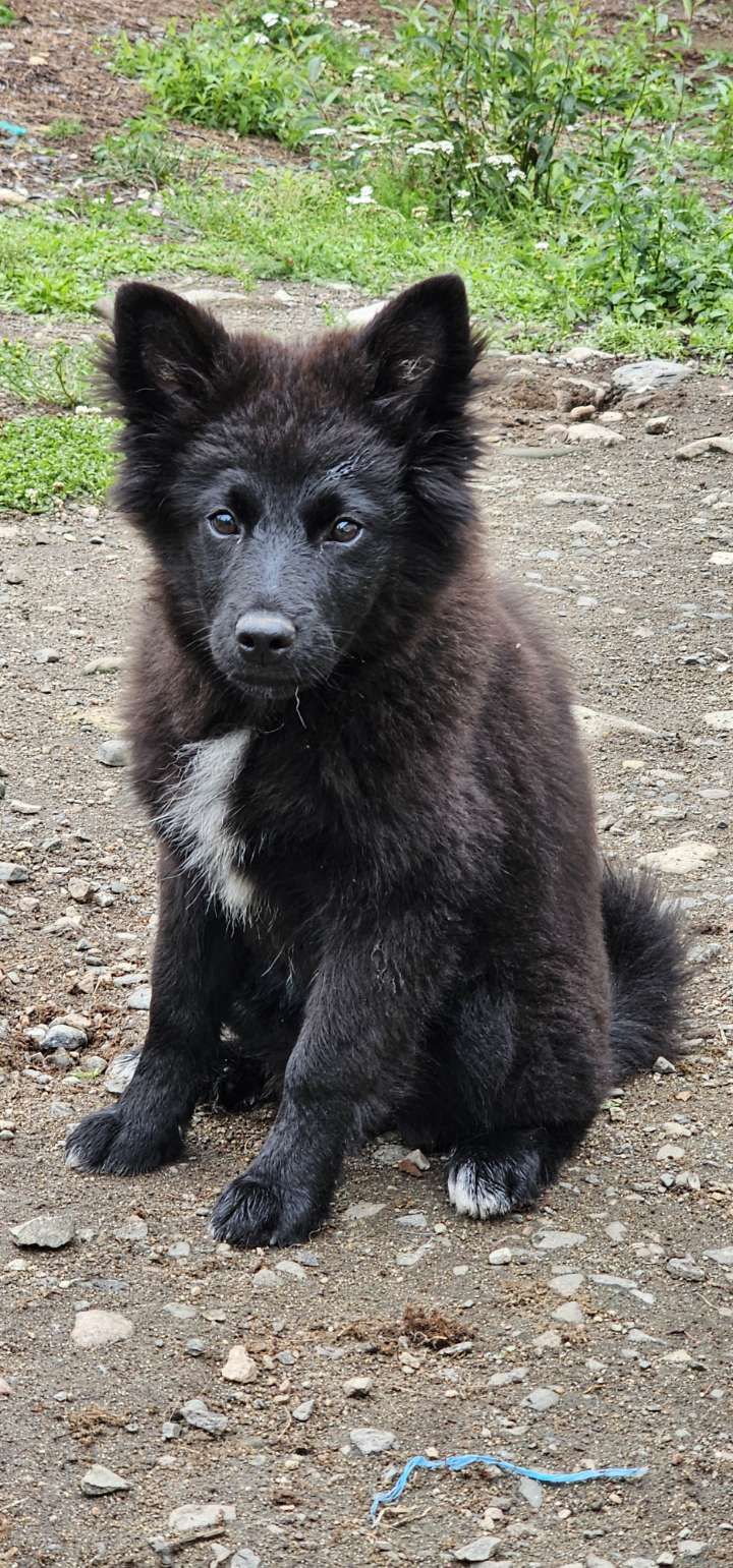 Svensk lapphund