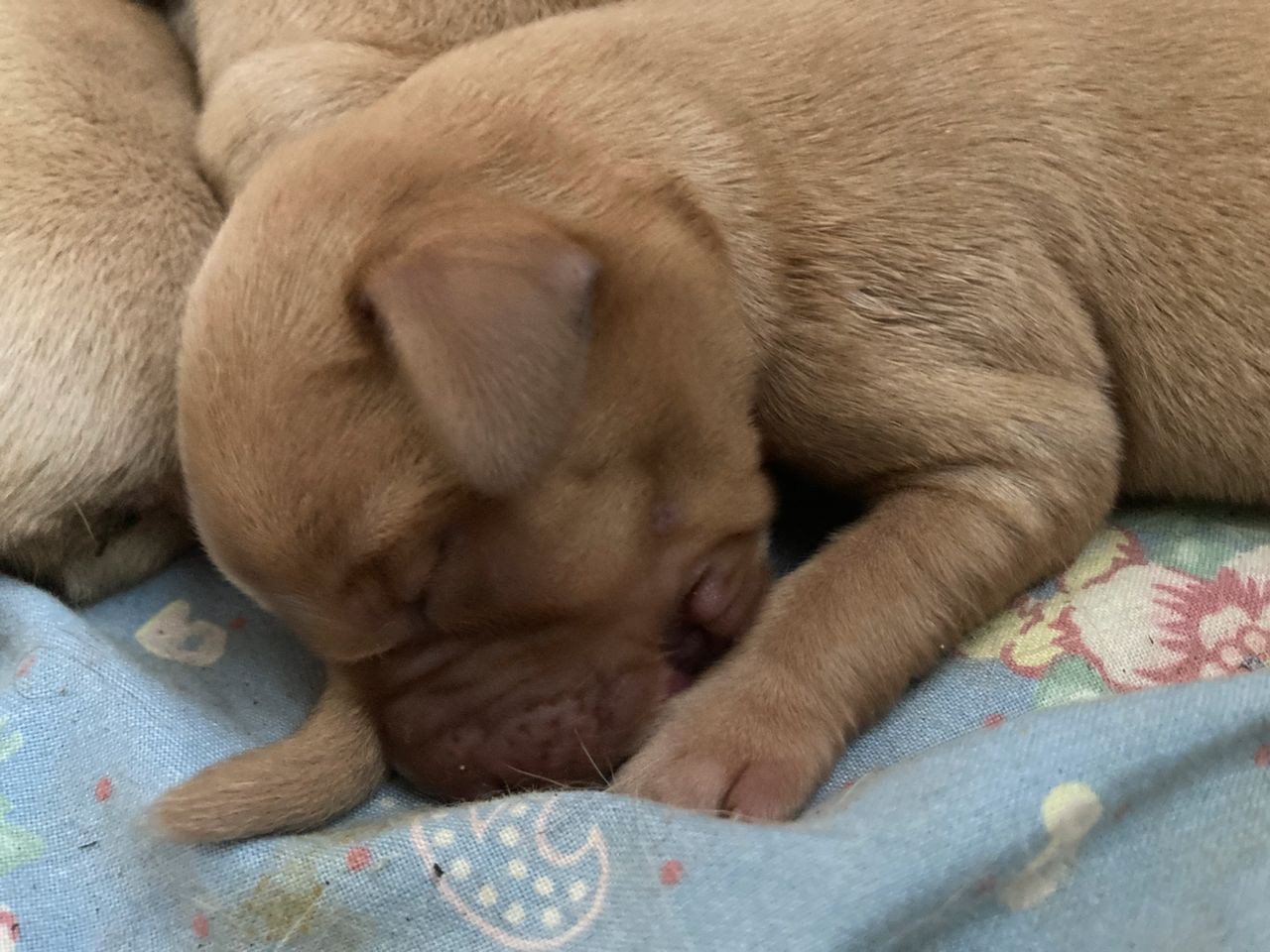 Labrador retriever