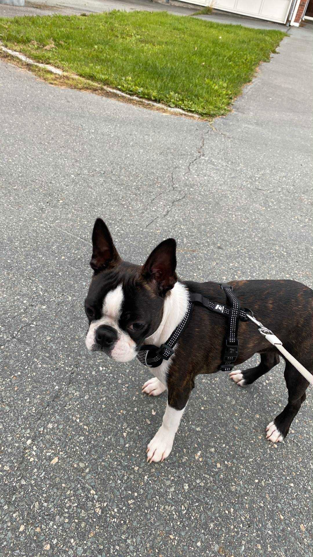 Boston terrier