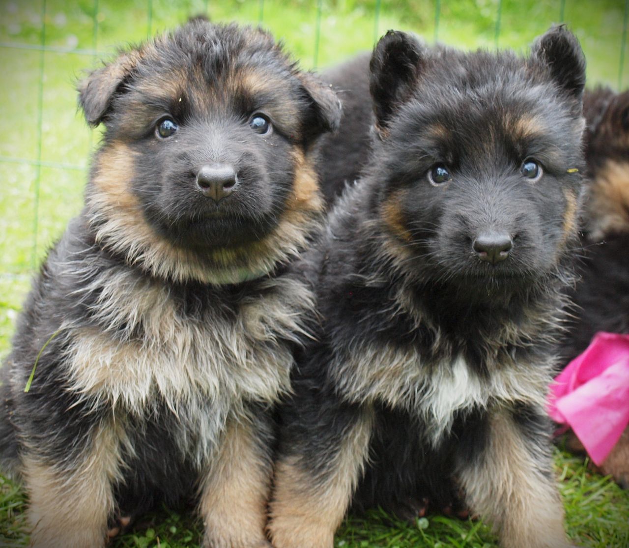 Schäferhund langhår