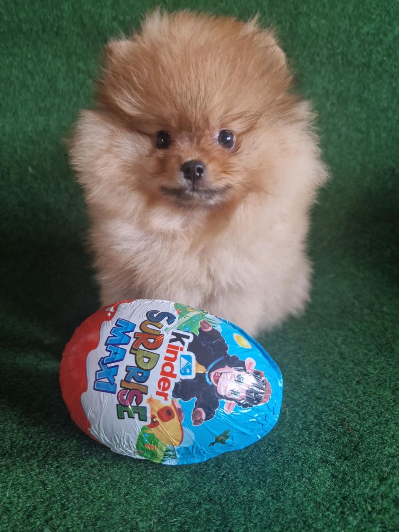 Pomeranian
