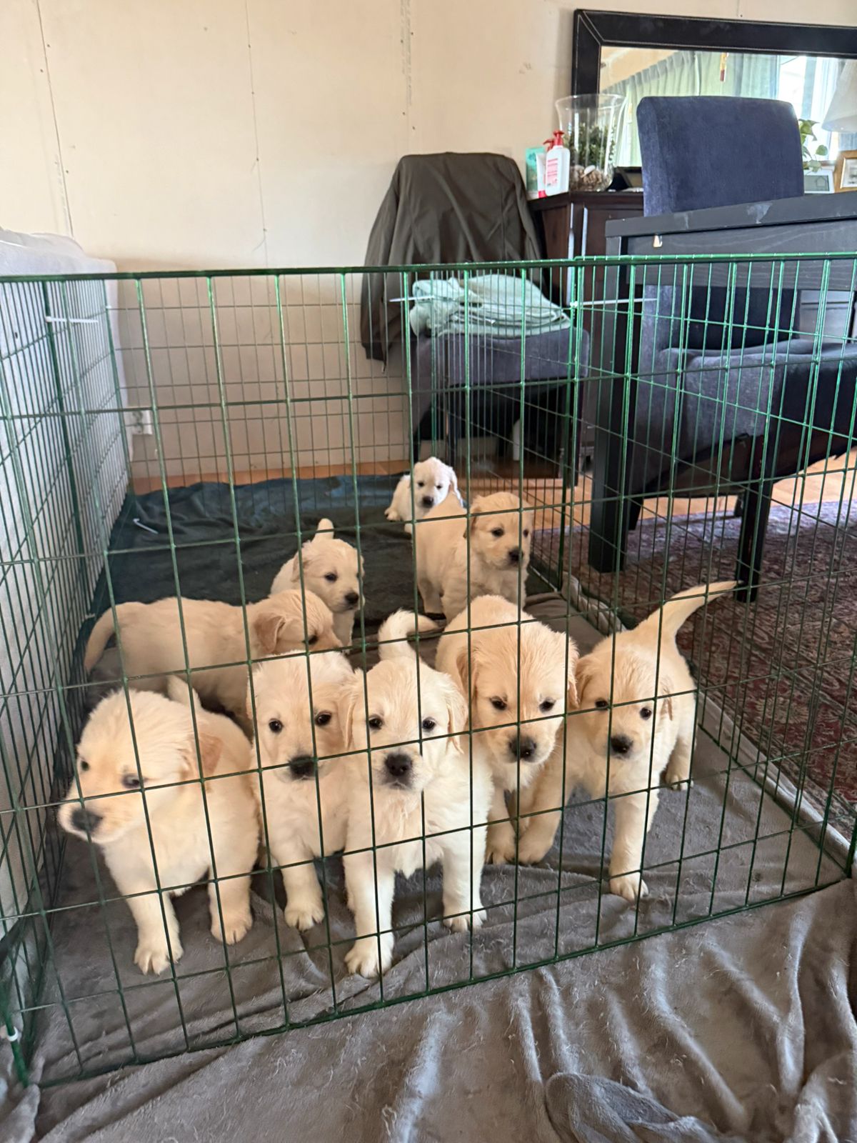 Golden retriever