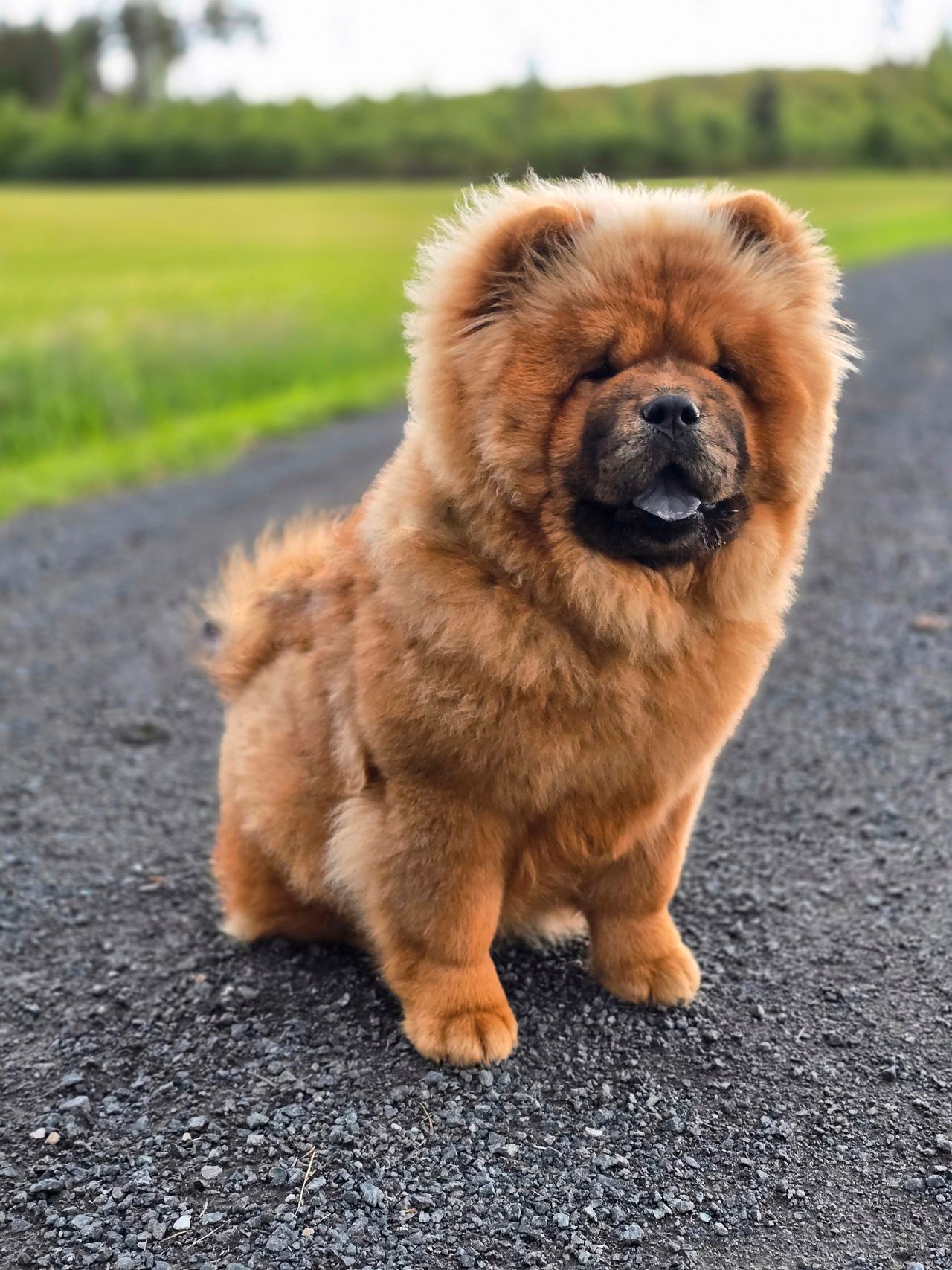 Chow chow