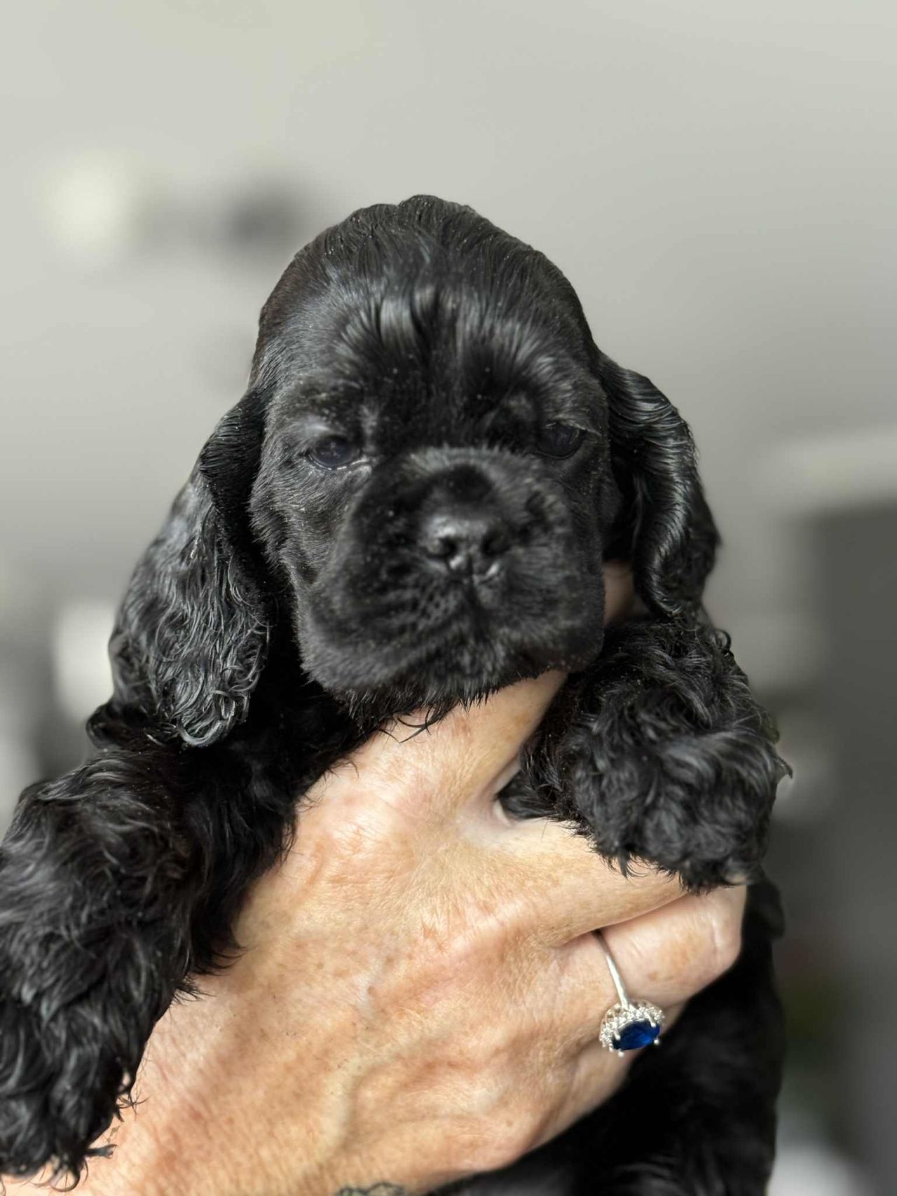 Amerikansk cocker spaniel