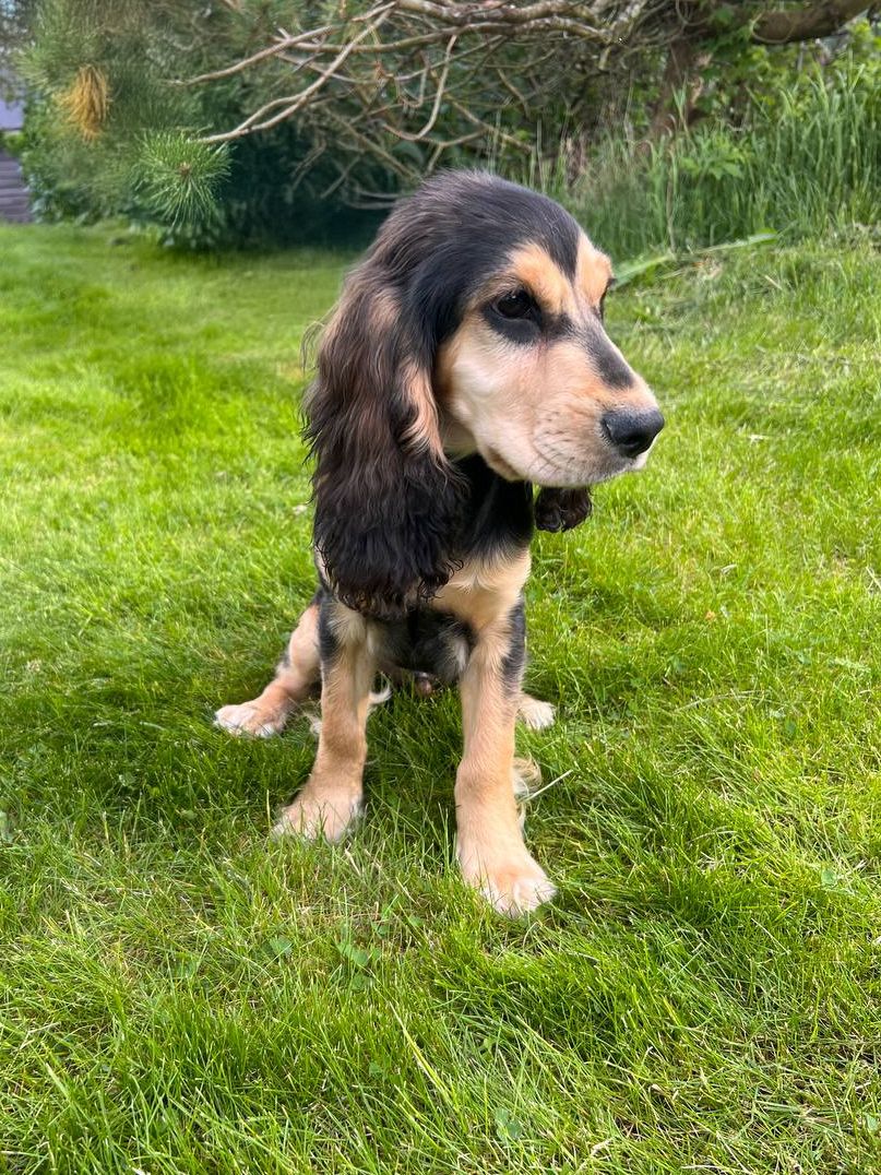 Cocker spaniel