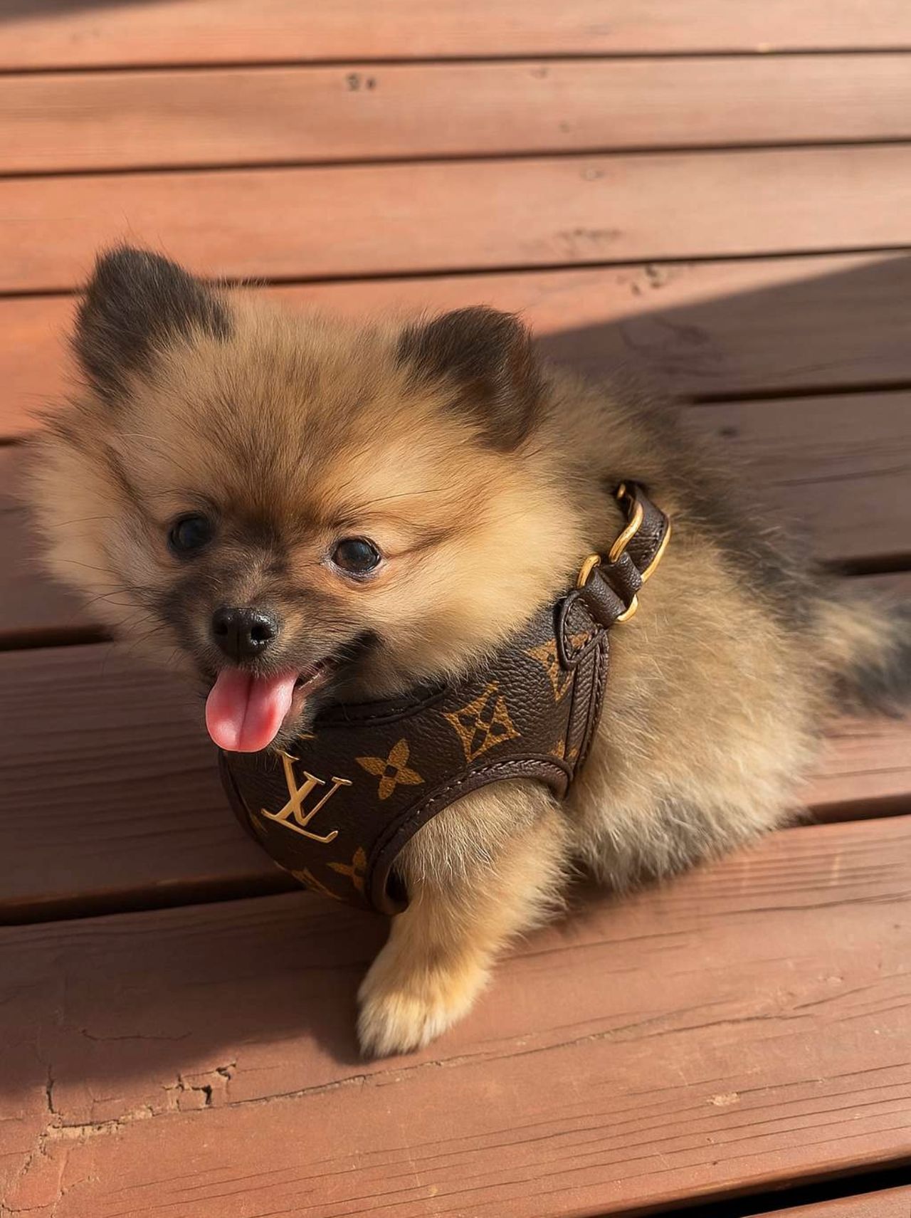 Pomeranian