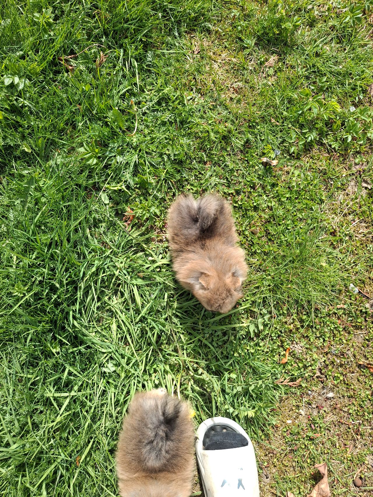 Pomeranian