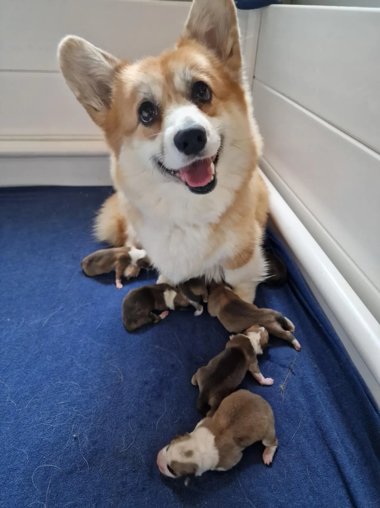 Welsh corgi pembroke