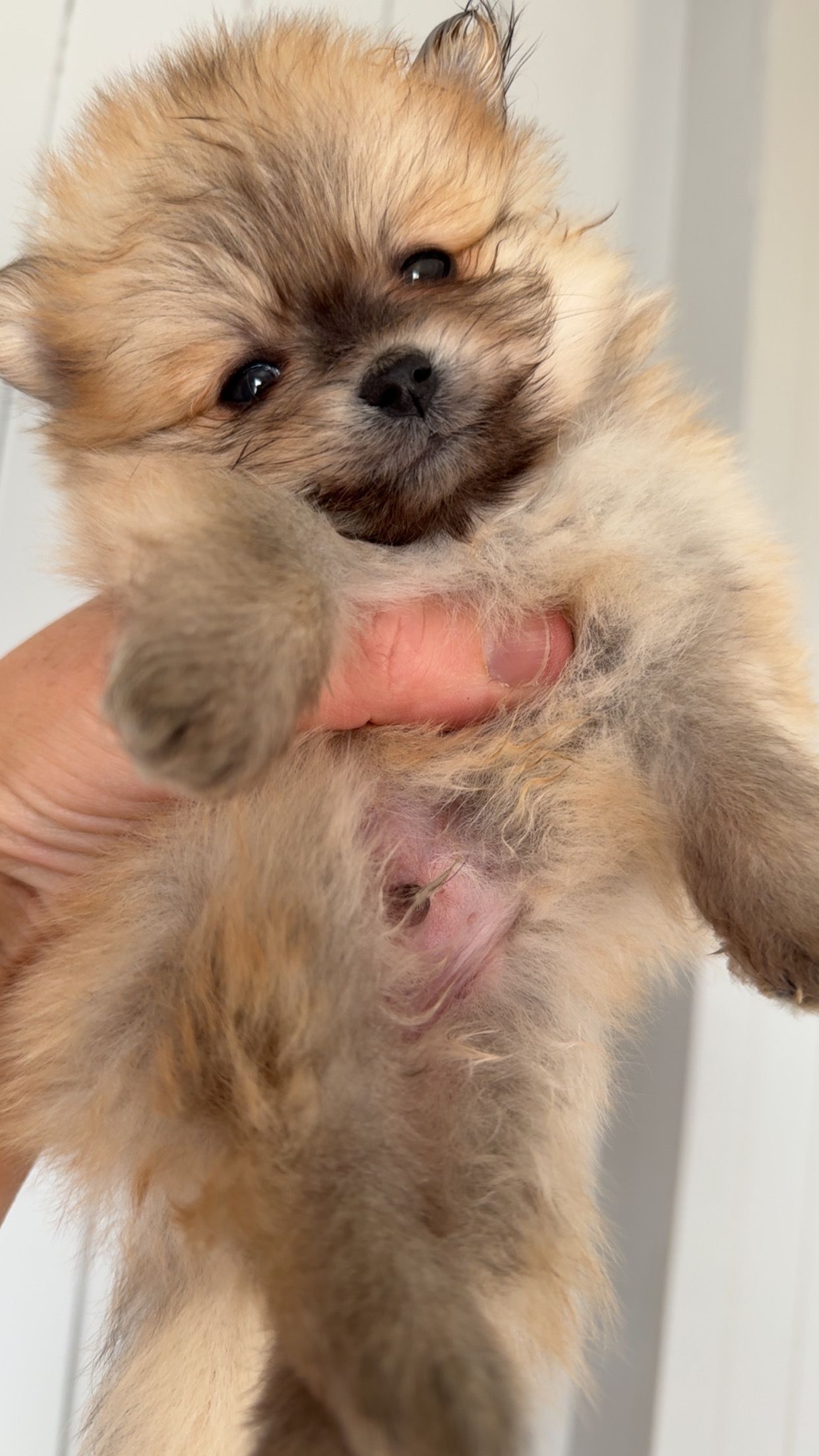 Pomeranian