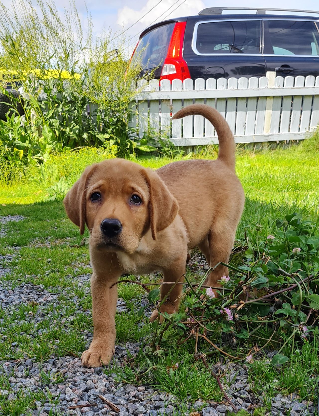 Labrador retriever