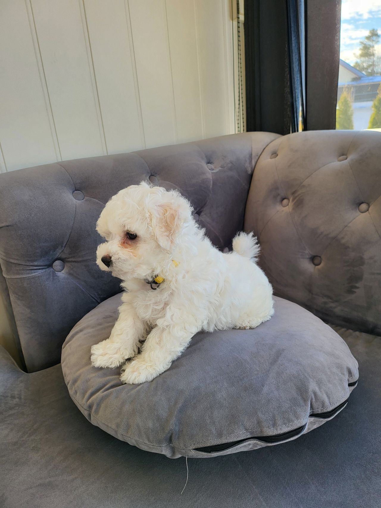 Bichon frisé
