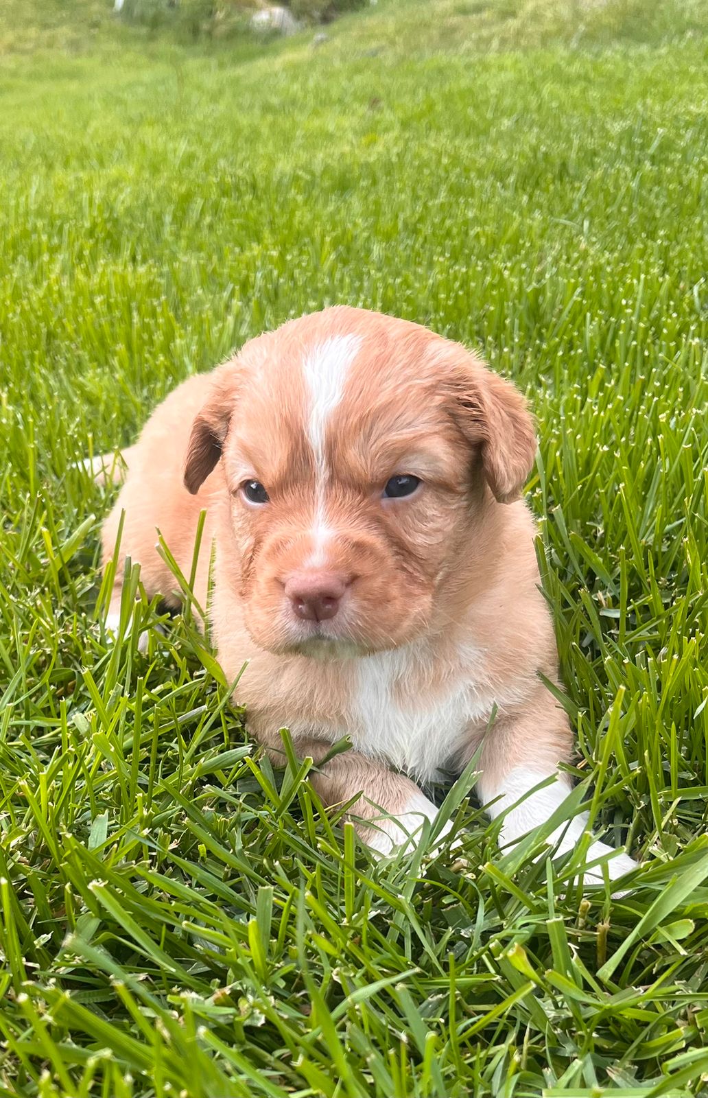 Nova scotia duck tolling retriever