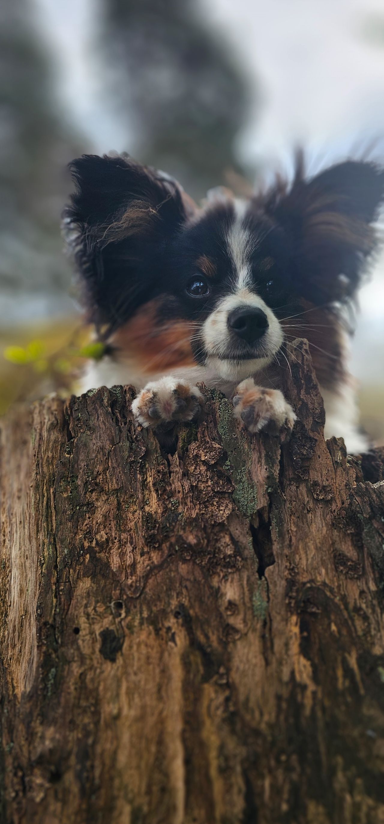 Papillon