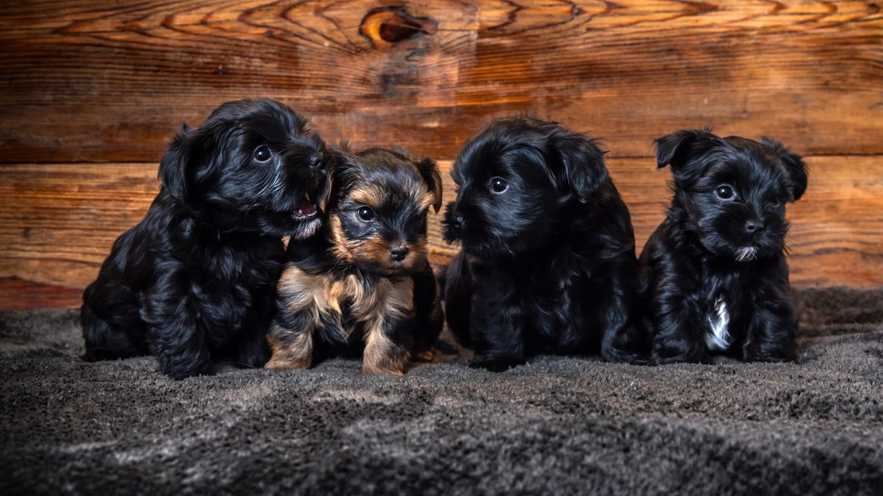 Yorkshire terrier