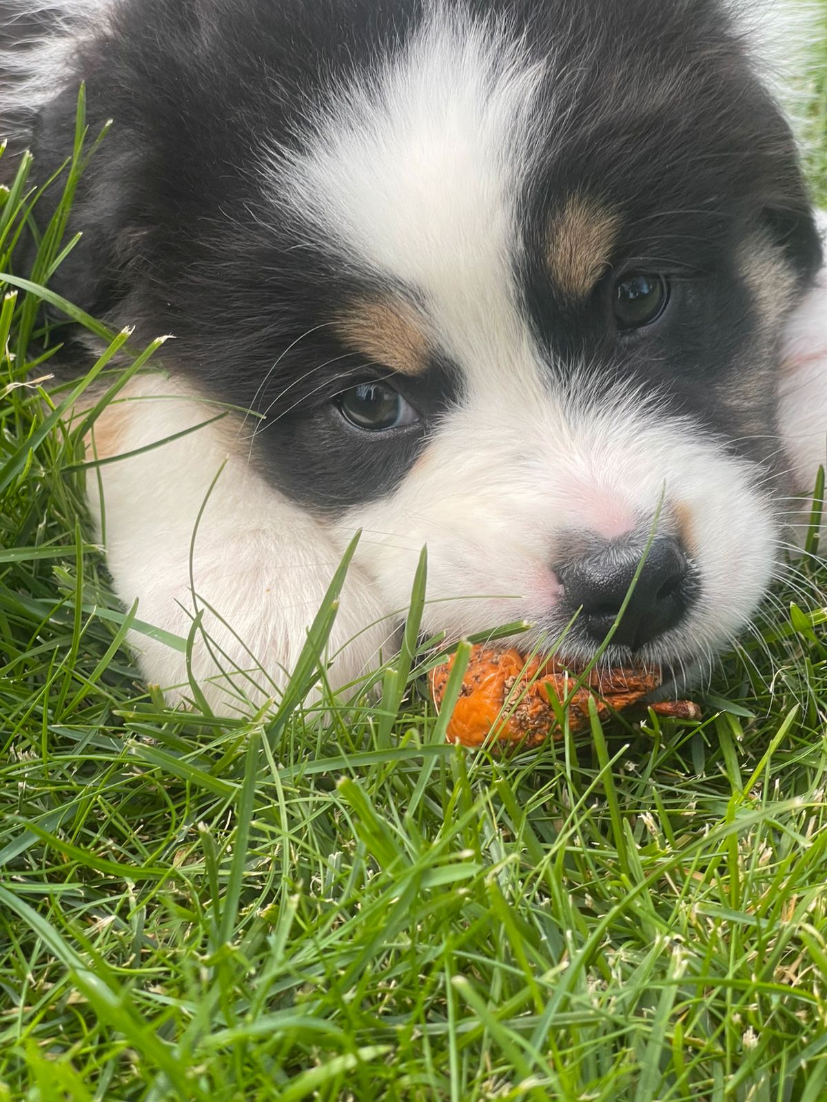 Australian shepherd