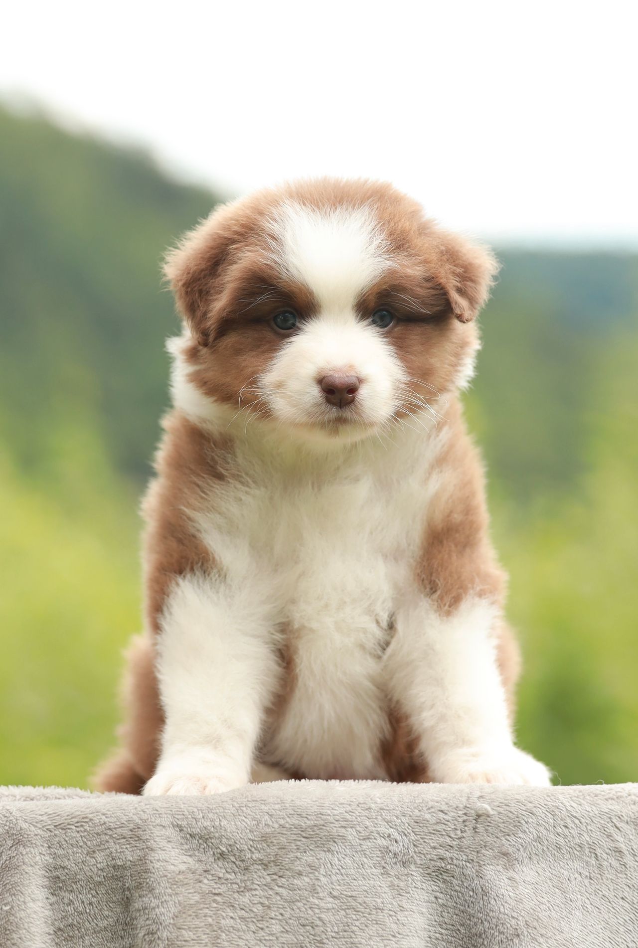 Australian shepherd