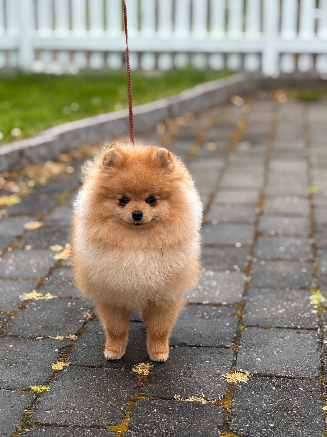Pomeranian