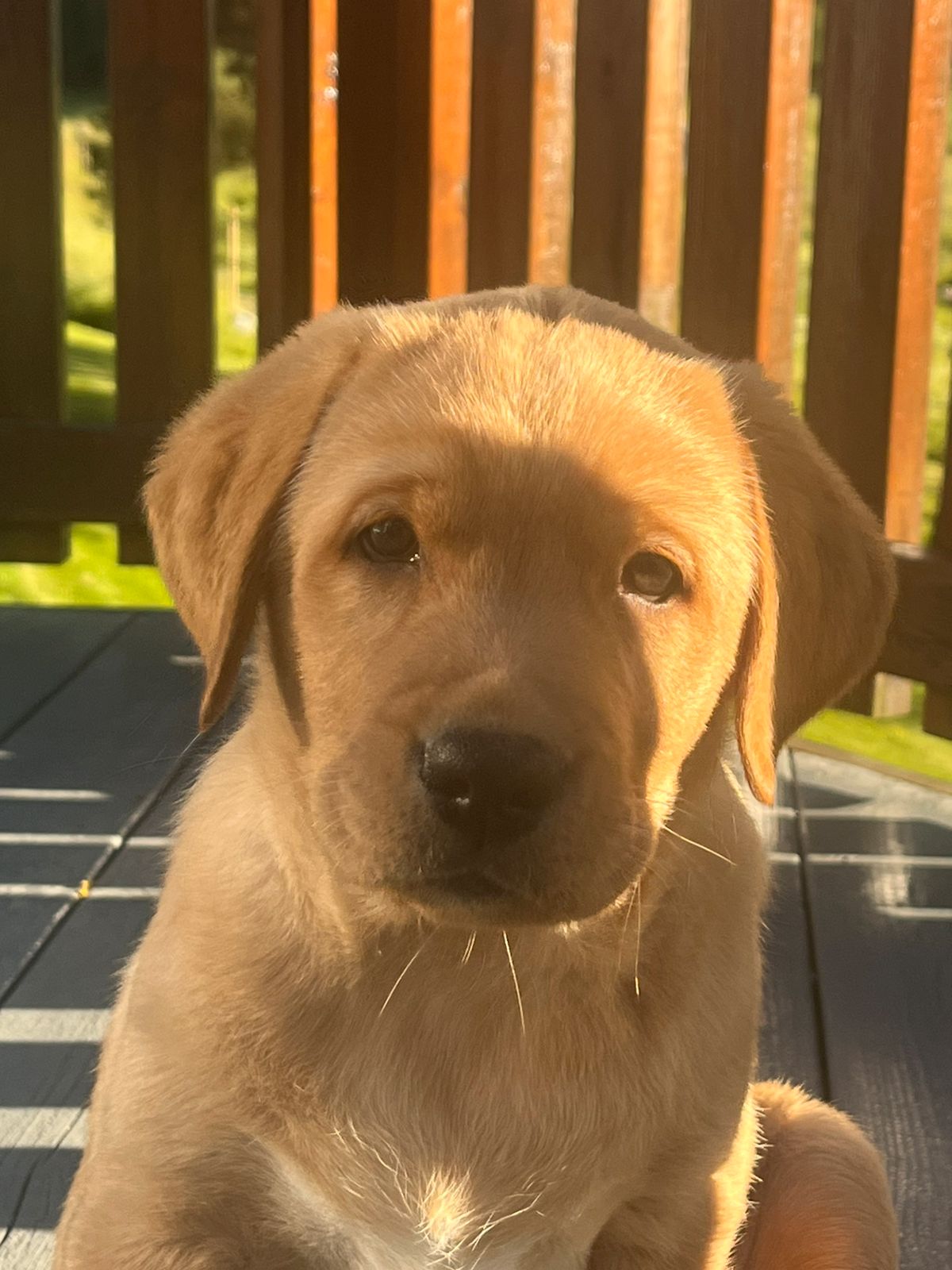 Labrador retriever