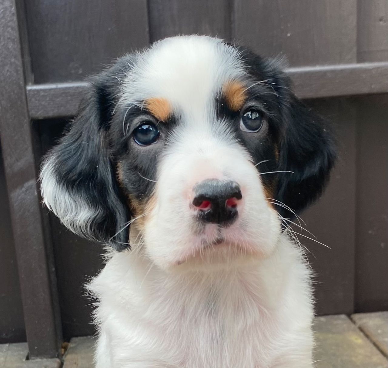 Engelsk setter