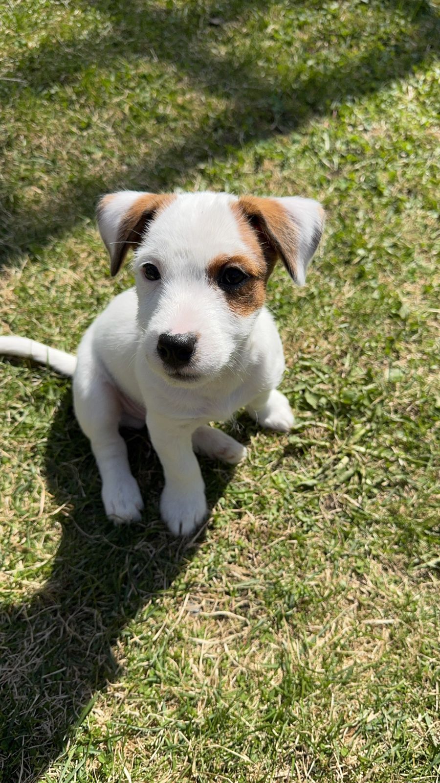 Jack russell terrier