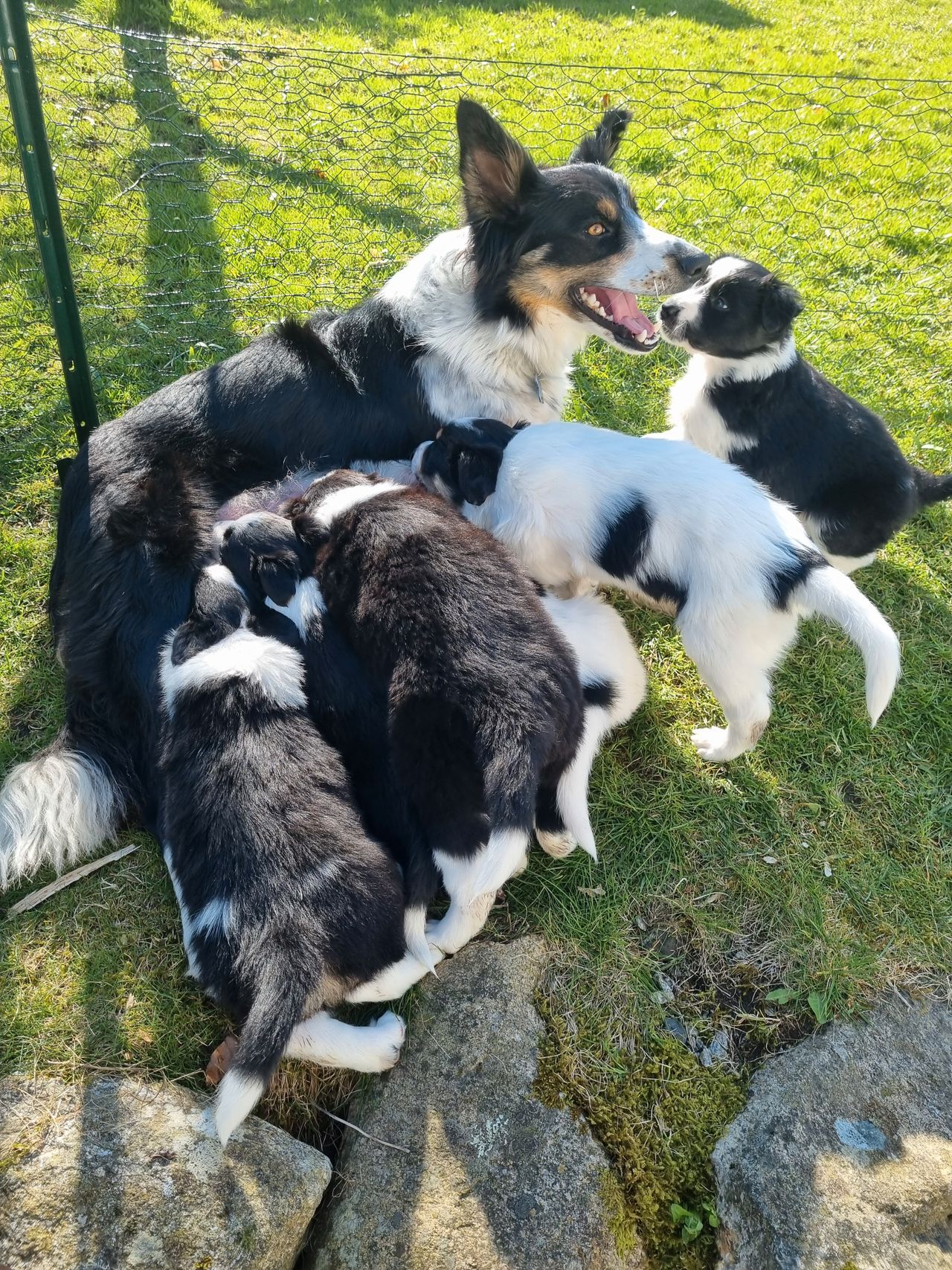 Border collie