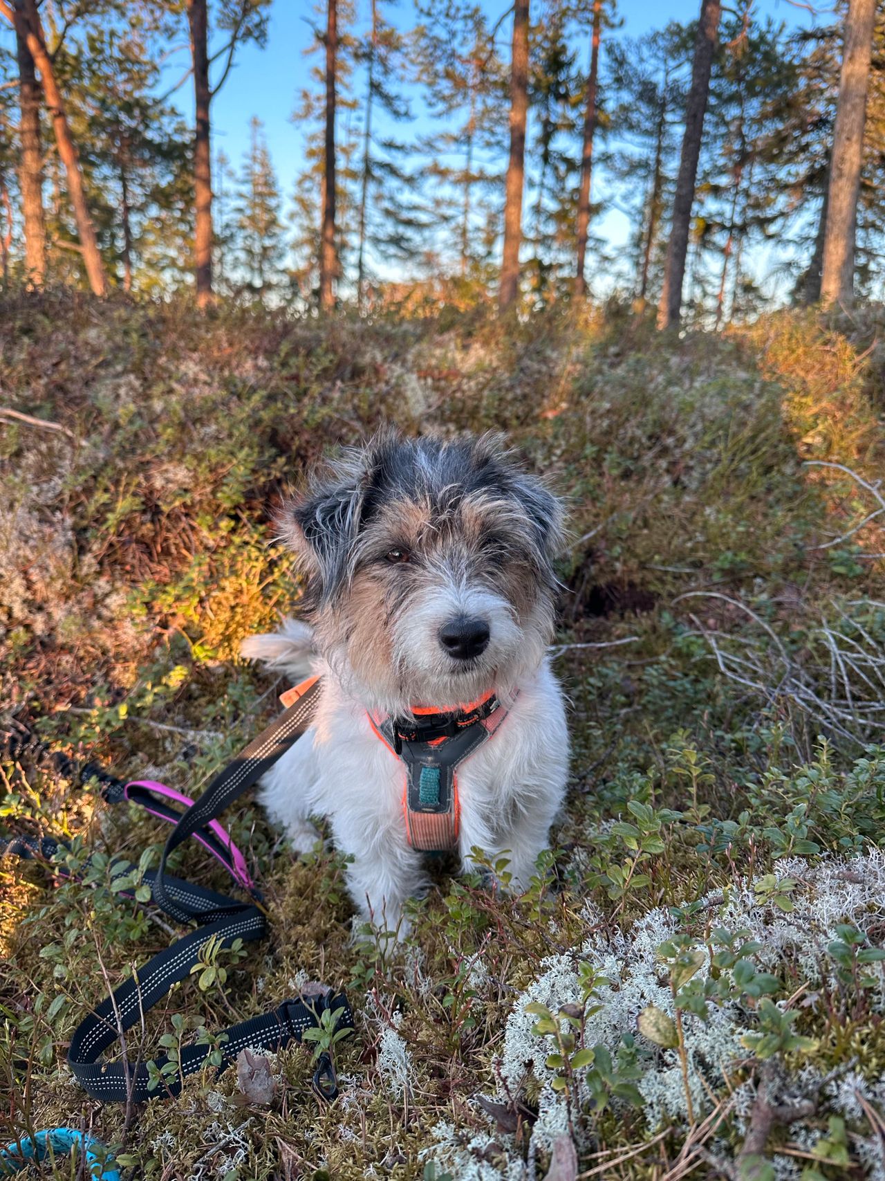 Jack russell terrier