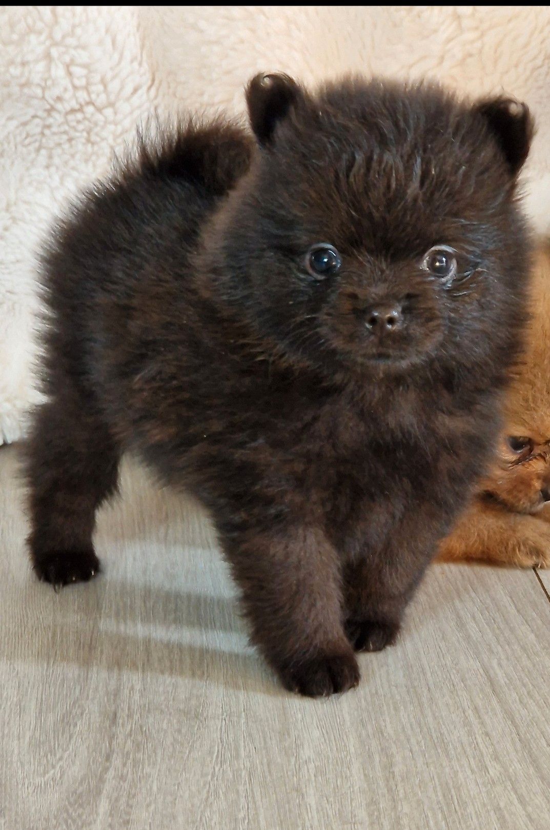 Pomeranian