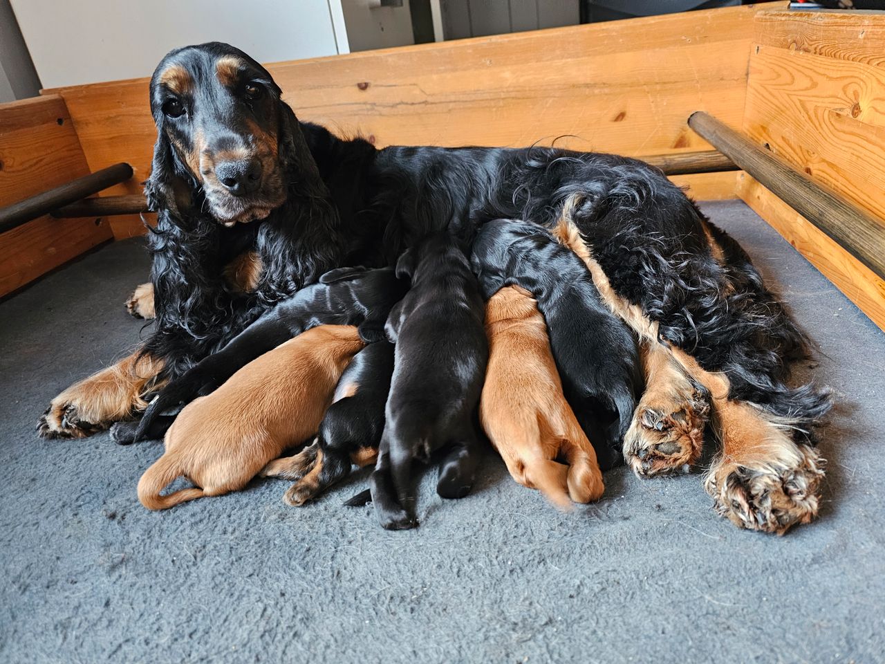 Cocker spaniel