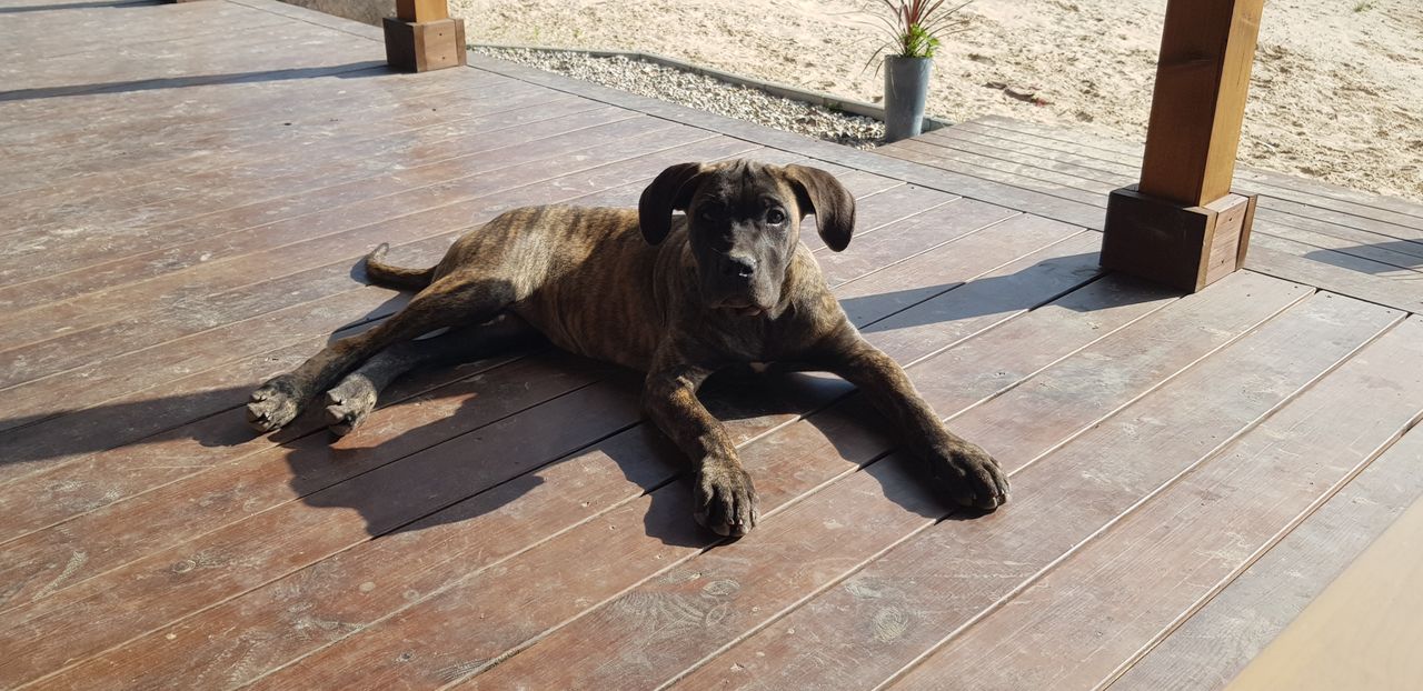 Presa canario